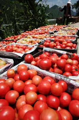 重慶黔江:扶貧生態(tài)菜為農(nóng)增收